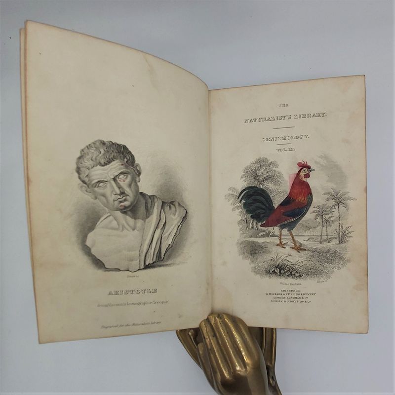 Gallinaceous Birds (4)