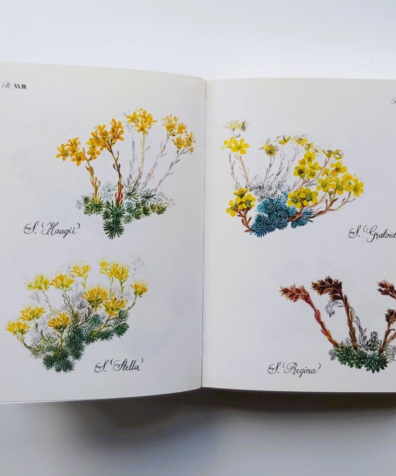 Open double-page spread displaying colour botanical plates numbered Pl. XVIII and Pl. XIX, illustrating four flowering saxifrage specimens with calligraphic labels: S. 'Haagii', S. 'Stella', S. 'Gratoides', and S. 'Regina'.